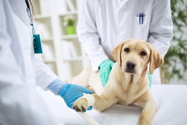 Thú y Sài Gòn - Tất cả những gì bạn cần biết về chăm sóc sức khỏe thú cưng