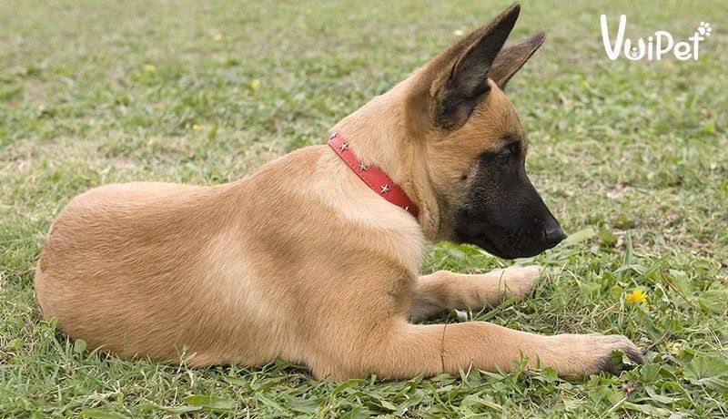 Thông tin thức ăn cho chó Malinois - Chăm sóc dinh dưỡng hiệu quả