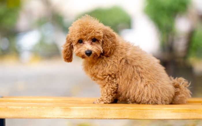 Thông tin về thức ăn cho chó poodle 2 tháng tuổi - Hướng dẫn chăm sóc vật nuôi của bạn