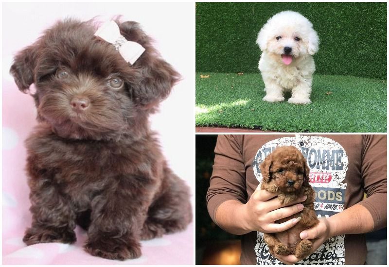 Thông tin về thức ăn cho chó Poodle Tiny - Hướng dẫn cung cấp chế độ ăn dinh dưỡng cho chó Poodle Tiny nhỏ