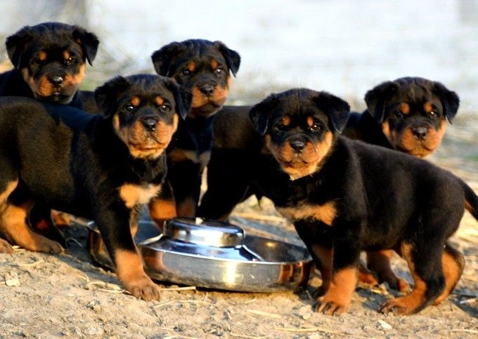 Thông tin về thức ăn cho chó Rottweiler - Cách nuôi dưỡng và chăm sóc