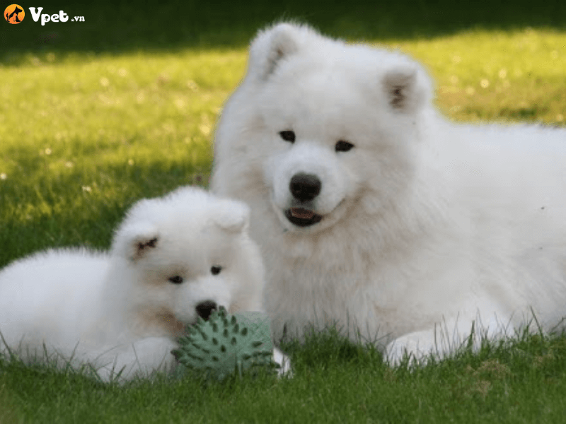 Chó Samoyed ăn gì?