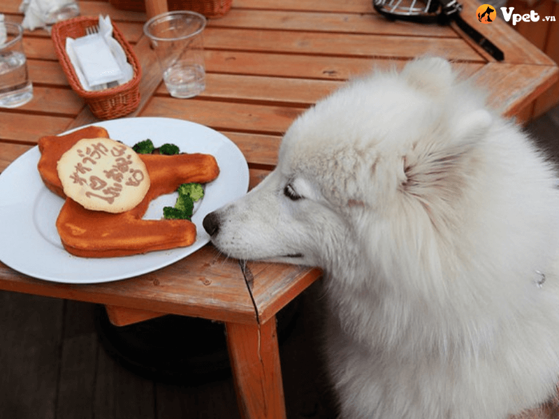 Lưu ý khi cho chó Samoyed ăn