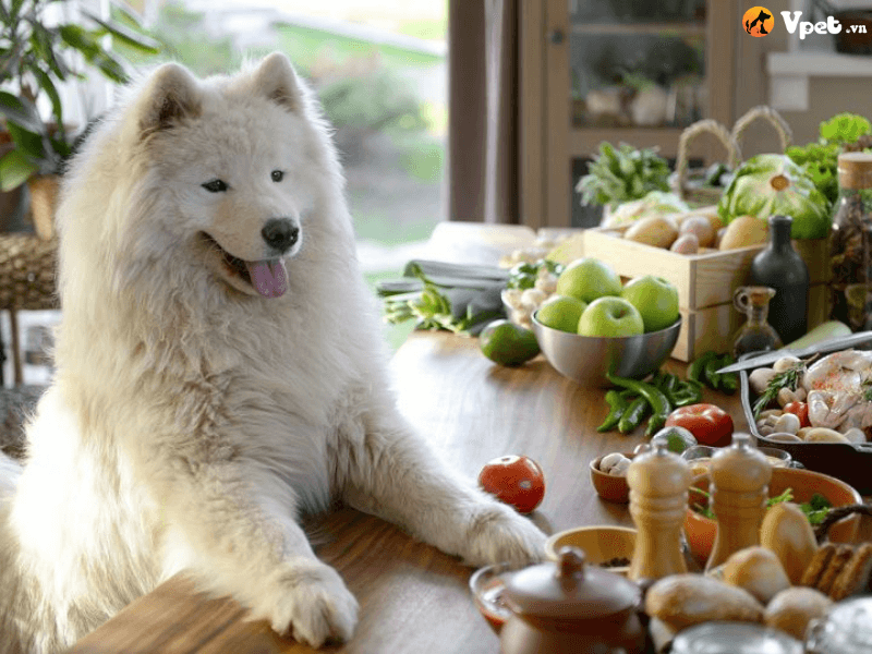 Khẩu phần ăn của chó Samoyed như thế nào?