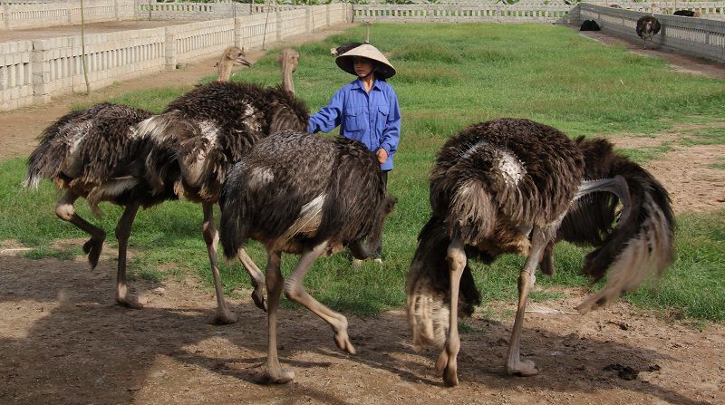 Thực đơn dinh dưỡng cho đà điểu - Cung cấp đầy đủ thức ăn cho sức khỏe tối ưu