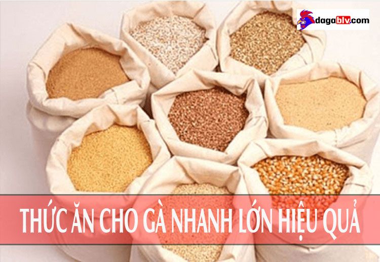 Tất tần tật thông tin về thức ăn cho gà 2 tháng tuổi