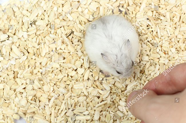 Hướng dẫn cho bạn thức ăn cho hamster winter white