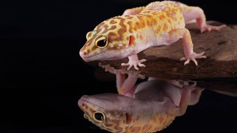 Thức ăn cho Leopard Gecko - Cẩm nang dinh dưỡng cho bạn nuôi thú cưng