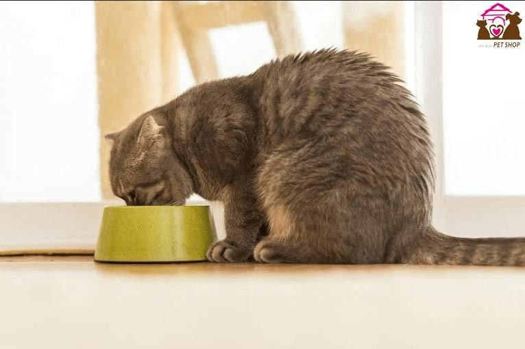 Thức ăn cho mèo bị suy thận - Cách chăm sóc sức khỏe cho mèo yêu của bạn