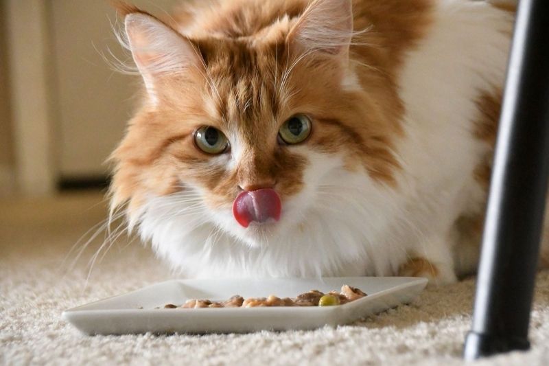 Thức ăn cho mèo dị ứng - Chăm sóc dinh dưỡng cho thú cưng của bạn