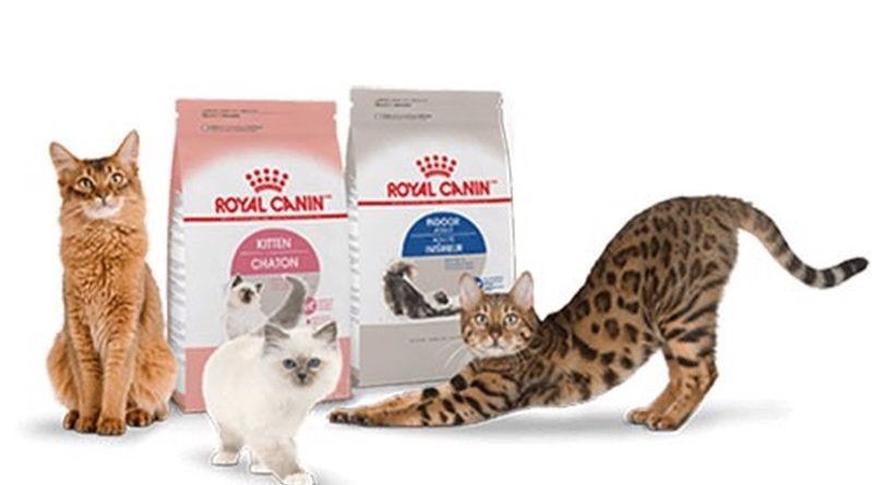 Tìm hiểu về thức ăn cho mèo Royal Canin Indoor