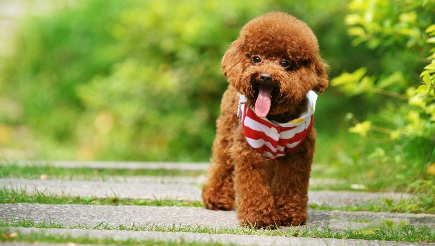 Thức ăn cho poodle 3 tháng tuổi - Hướng dẫn chăm sóc dinh dưỡng