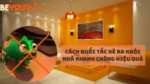 Thức ăn cho tắc kè – Những loại thức ăn nên và không nên cho tắc kè