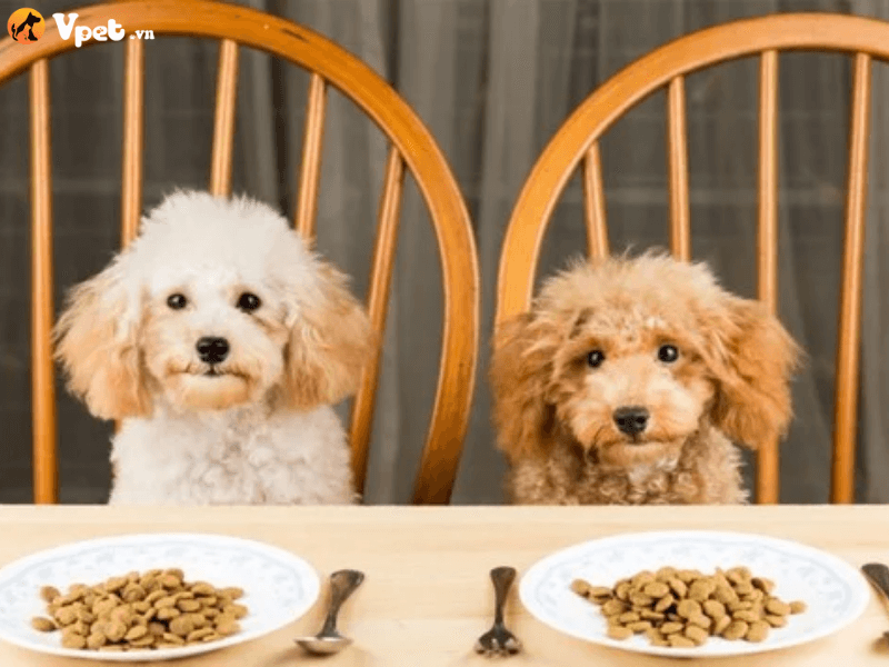 Những giá trị dinh dưỡng mà thức ăn khô mang lại cho chó con