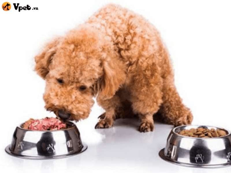 Thực đơn dành cho chó con 2 tháng tuổi giàu dinh dưỡng