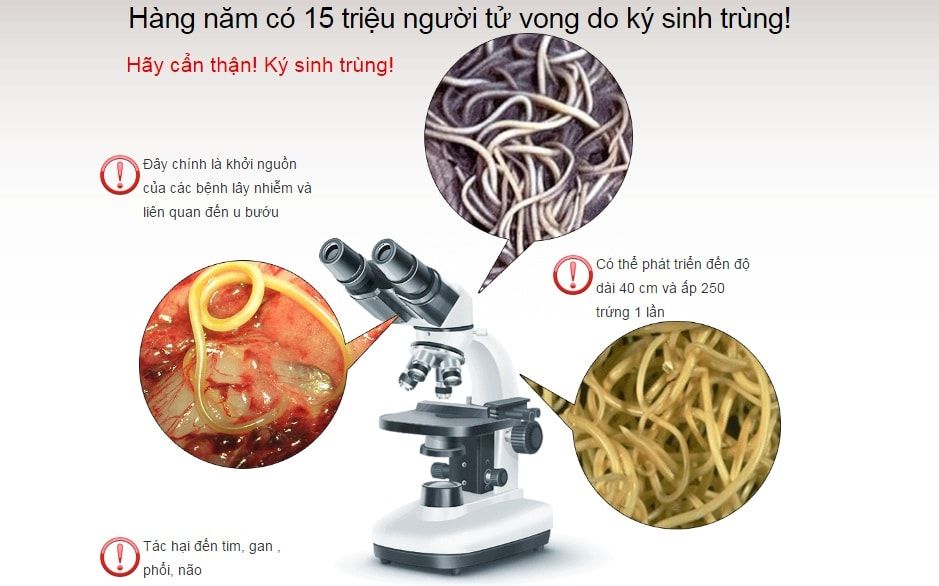 Thực phẩm diệt ký sinh trùng: thông tin và cách sử dụng hiệu quả