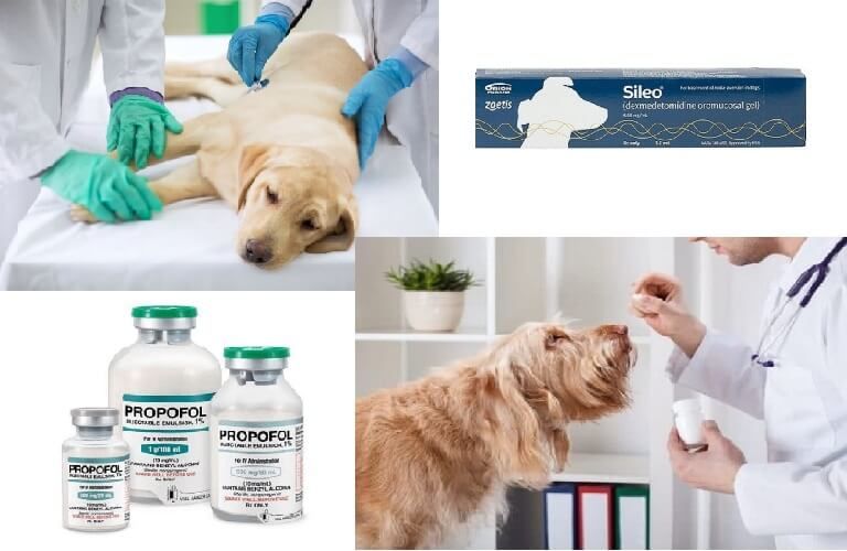 Thông tin cần biết về thuốc mê cho chó - Hiểu rõ tác dụng và cách sử dụng