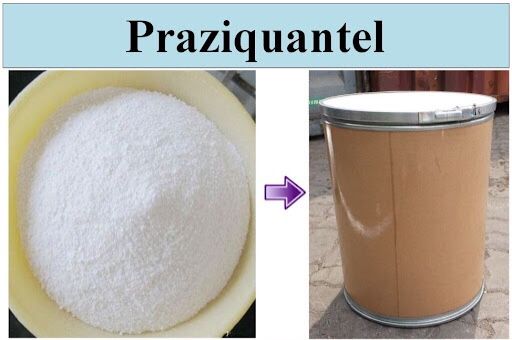 Tìm hiểu về thuốc Praziquantel dùng cho thủy sản