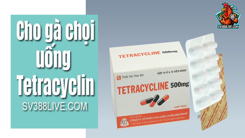 Tất tần tật thông tin về thuốc Tetracyclin cho gà – Cách sử dụng, công dụng và liều lượng hợp lý