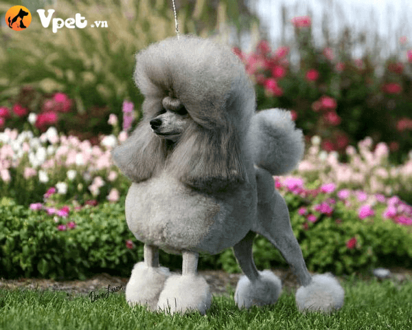 Học cách tỉa lông cho chó Poodle tại nhà và một số lưu ý