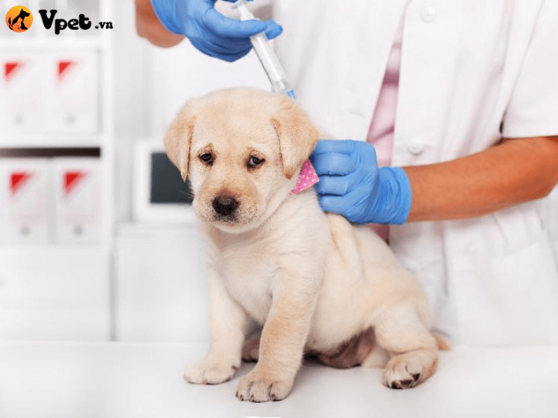 Tại sao phải tiêm phòng vacxin cho chó