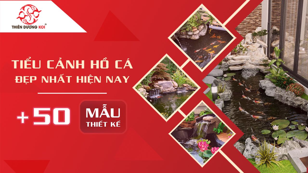 Tìm hiểu về tiểu cảnh hồ cá mini - Ngôi nhà của các loài cá