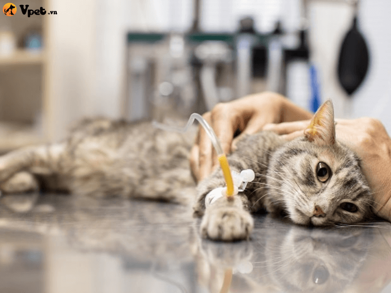 Điều trị tiêu chảy cấp cho thú cưng