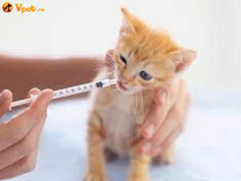 Điều trị mèo bị bệnh tiểu đường