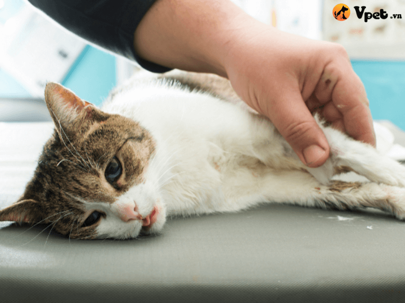 Những lý do khiến mèo bị rối loạn nội tiết do thiếu hụt insulin