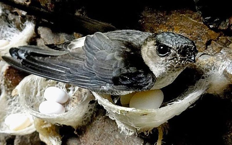 Tổ Chim Yến - Thông Tin Chi Tiết Về Loài Chim Trân Quý