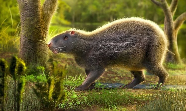Tìm hiểu về tổ tiên của loài chuột - Lịch sử tiến hóa và đặc điểm đáng chú ý
