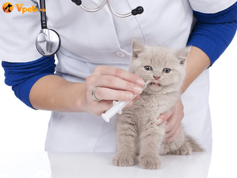 Các phương pháp điều trị tổn thương mắt cho mèo