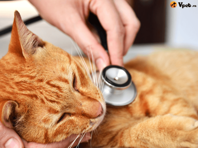 Chăm sóc mèo bị suy tuyến yên tại nhà