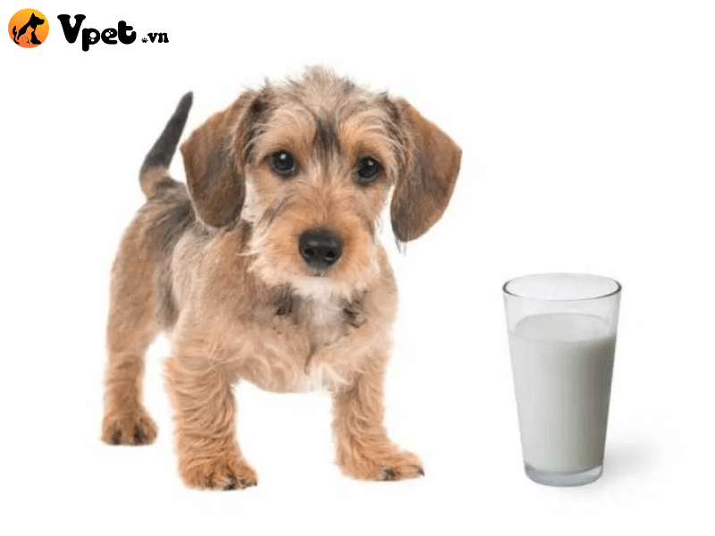 Sữa dê nguyên chất trong tự nhiên