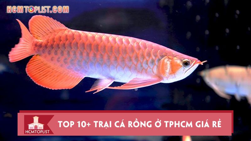 Trại Cá Giống Thành Phố Hồ Chí Minh - Cung Cấp Các Loại Cá Giống Uy Tín