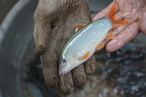 Trại giống cá heo nước ngọt - Tìm hiểu về quá trình nuôi dạy và chăm sóc hiệu quả