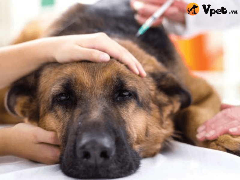 Phòng ngừa bệnh dại ở chó