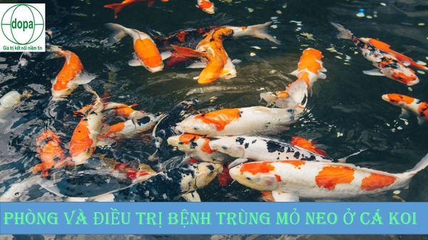 Thông tin chi tiết về trùng mỏ neo cá koi