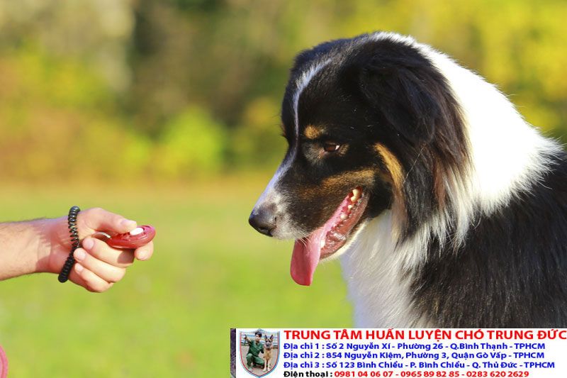 Trung tâm huấn luyện chó Nghệ An - Địa chỉ uy tín cho các chủ nuôi chó