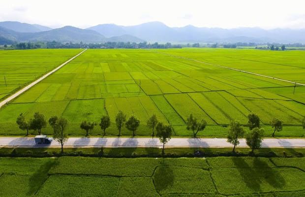 Tự làm thức ăn cho gà - Bí quyết để nuôi gà khỏe mạnh