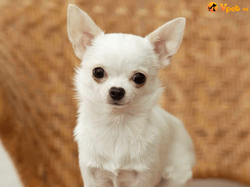 Cách huấn luyện chó Chihuahua đi vệ sinh