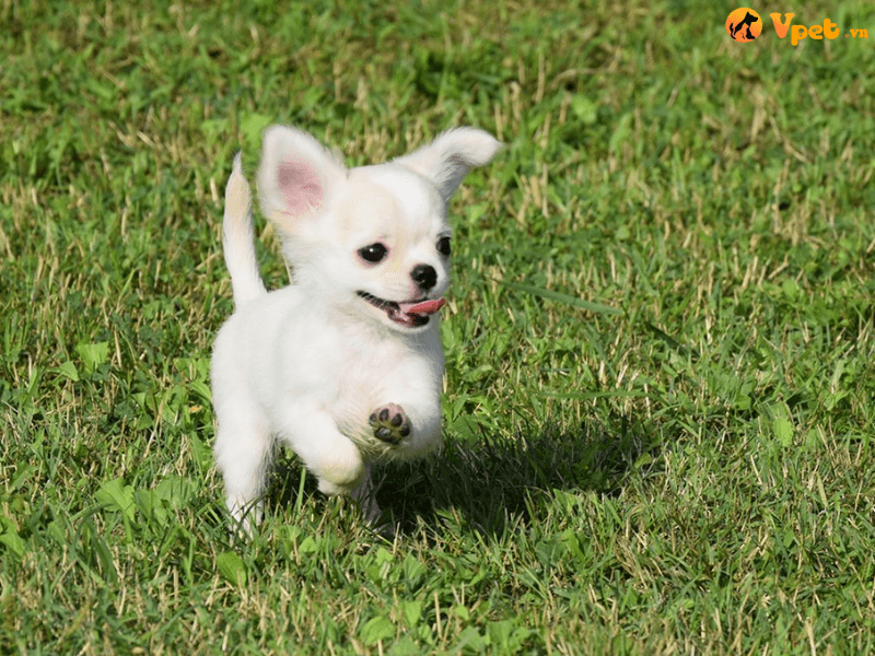 Huấn luyện Chihuahua chạy lại phía bạn khi bạn gọi