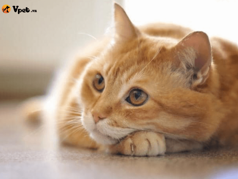 Tình trạng Chondrosarcoma ở mèo