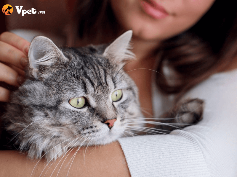 Chăm sóc mèo khi mắc bệnh ung thư mũi (Chondrosarcoma)