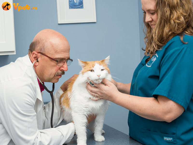 Chẩn đoán ung thư mũi ở mèo của bác sĩ thú y