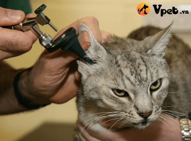 ung thư tuyến tạo ráy tai ở mèo