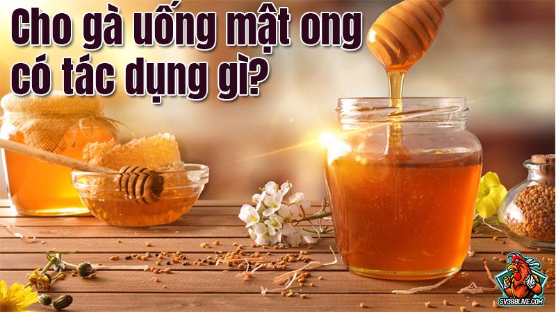 Uống mật chó có tác dụng gì? Những lợi ích đáng kể bạn nên biết!