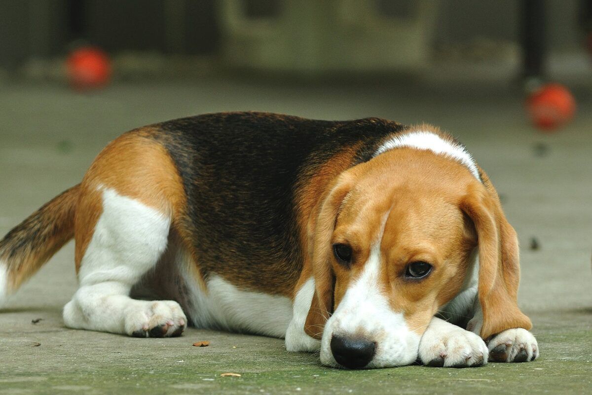 Tổng quan về vệ sinh chuồng chó để bảo vệ sức khỏe thú cưng