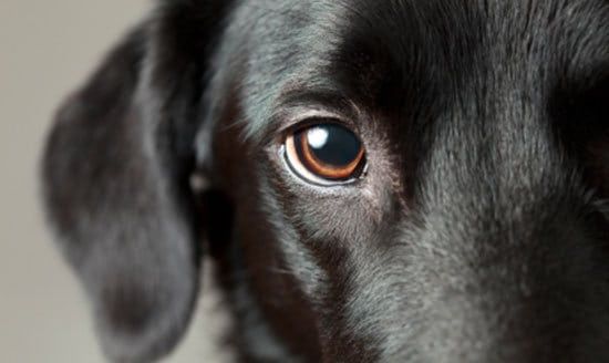 Bảo vệ mắt cho chó: Hướng dẫn vệ sinh mắt cho chó hiệu quả