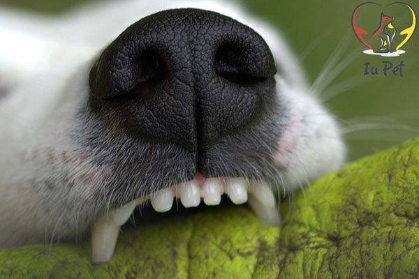 Vệ sinh răng miệng cho chó poodle - Cách chăm sóc răng miệng đúng cách